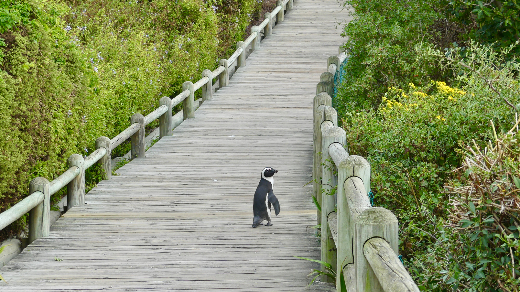 African Penguin on boardwalk